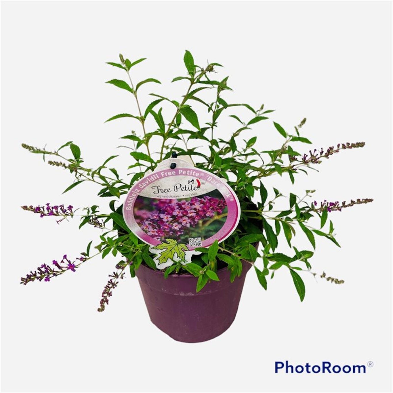 Sommarlilja – Buddleja Free Petite Dark Pink - C3